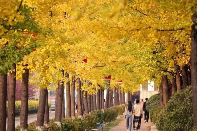 无需预约！沈阳这所大学连续三天开放赏秋！