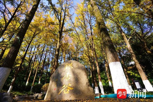 南京清凉山上银杏谷，一片金黄成市民打卡地