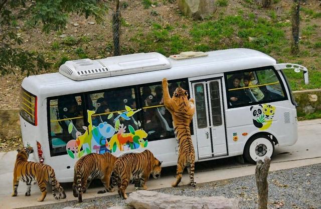 邂逅国宝探秘猛兽 栾川竹海野生动物园推出双节金福利