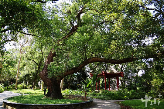 中山建成4座古树公园