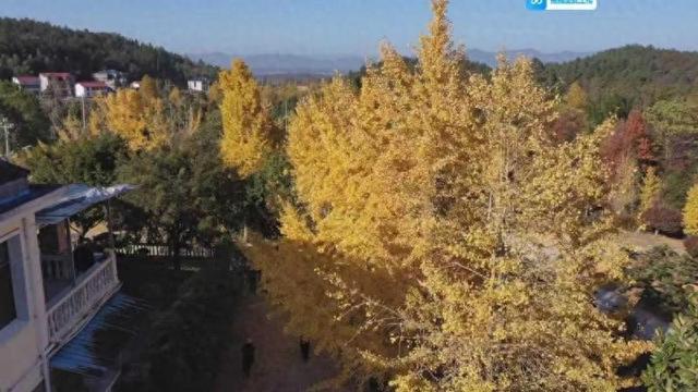 江西武宁：银杏迎来最佳观赏期 金黄树叶醉游人