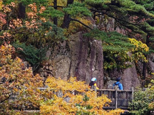 黄山秋景现场播报：云海“开挂”，秋色“沸腾”，抓紧冲