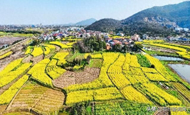 别错过！鄂州春日限定“金色海洋”已上线