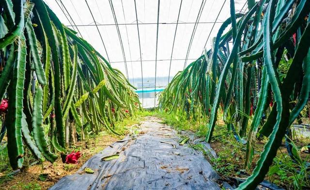 走出“浪浪山”，拥抱灵珠山——百果飘香季，田园治愈时