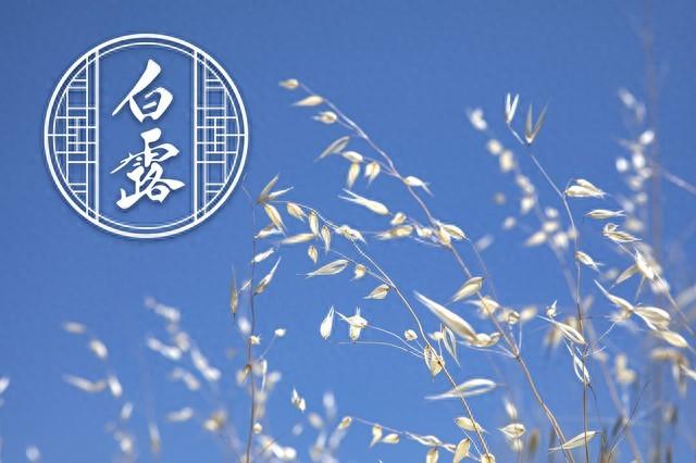 “白天白露，单衣过冬；夜晚白露，冻死老牛”，今年白露在几点？