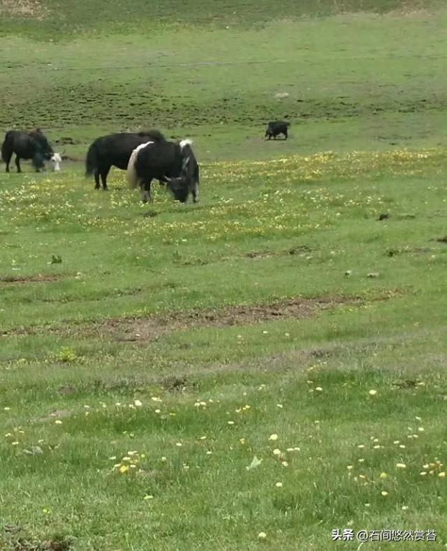 悠然闲记：微风拂而忆往昔