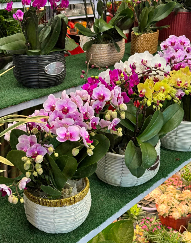 植物大战僵尸破解版养花（买花一时爽）