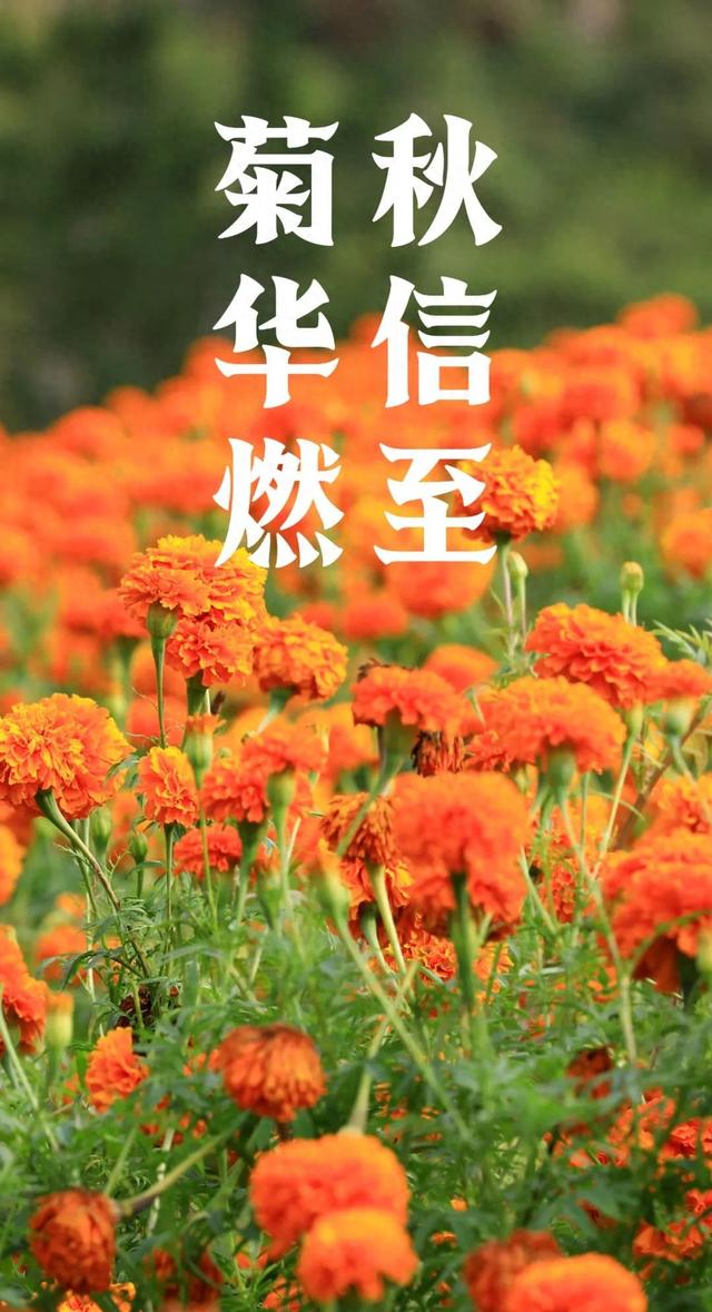 南山藏了片黄金海！现在去刚好🥳~