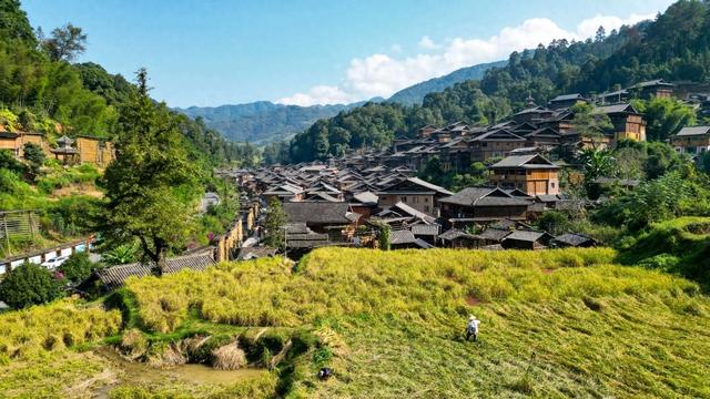 从江：禾晾晒秋映美景