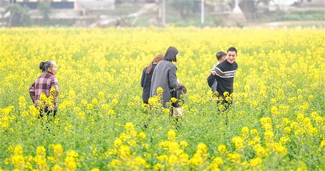垫江沙坪毕桥村：万亩油菜花初绽，春日赏花正当时