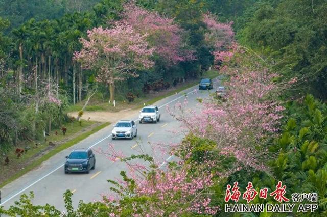 美丽异木棉迎冬绽放 扮靓环热带雨林国家公园旅游公路