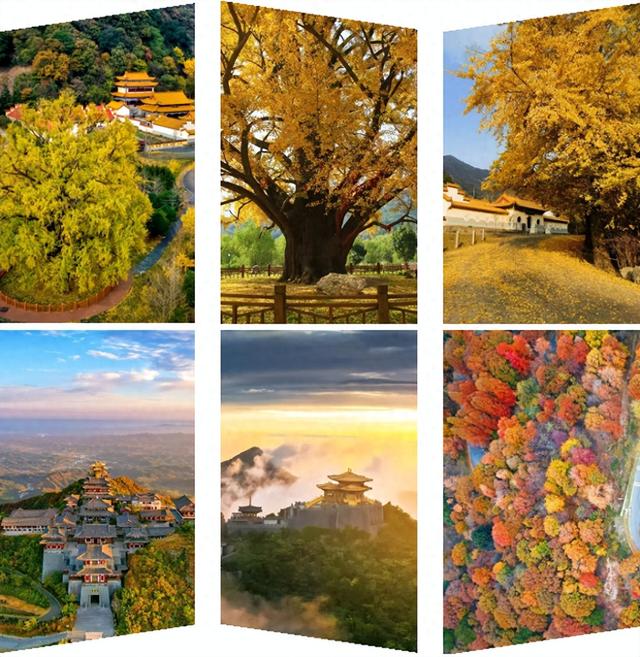 跟着赛事游随县丨大洪山顶级赏秋地更新！银杏最佳观赏期已到！