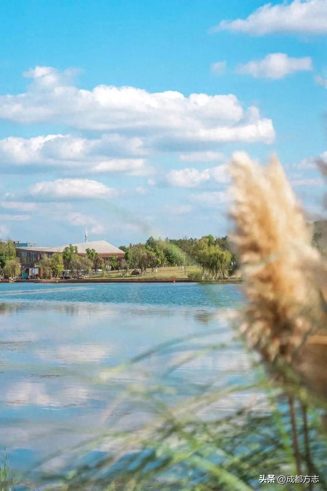 注意！这不是油画，而是成都的彩色秋天！