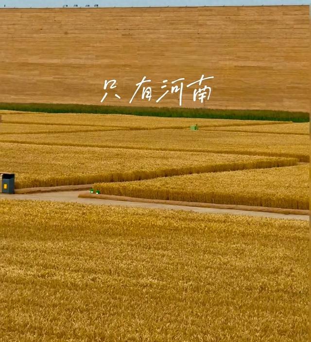 作为河南人，当你在外地遭遇“地域黑”时，你会怎么办