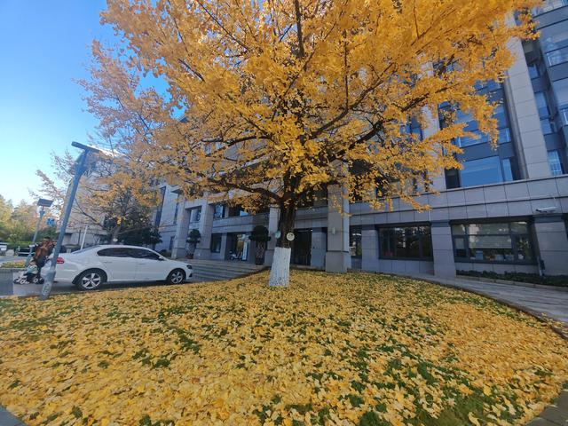 昆明市行政中心另一处，李世民种植银杏树的缩小版，赶快克