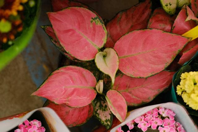 皇后游戏攻略（新手如意皇后养护全攻略）