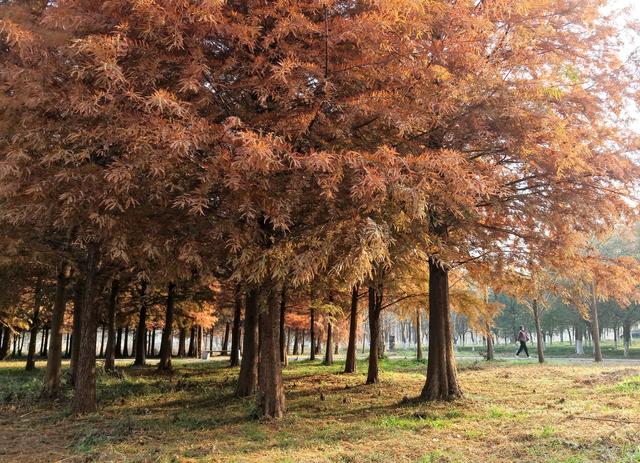 巢湖百余亩红杉林宛如斑斓油画