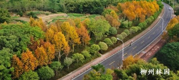 柳州市环江滨水大道法国梧桐迎来“变装盛典”