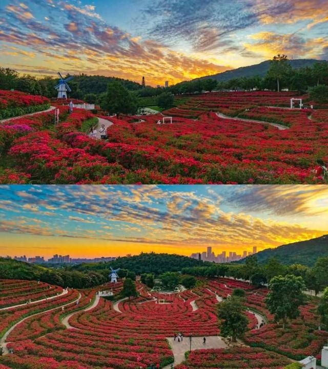 大美青秀山 | 叶子花园、丘石花园、音乐大草坪、金杉湖即将迎来冬日最佳观赏期！