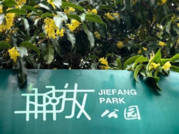 武汉第二波桂花开了，去这些公园可赏金桂满枝