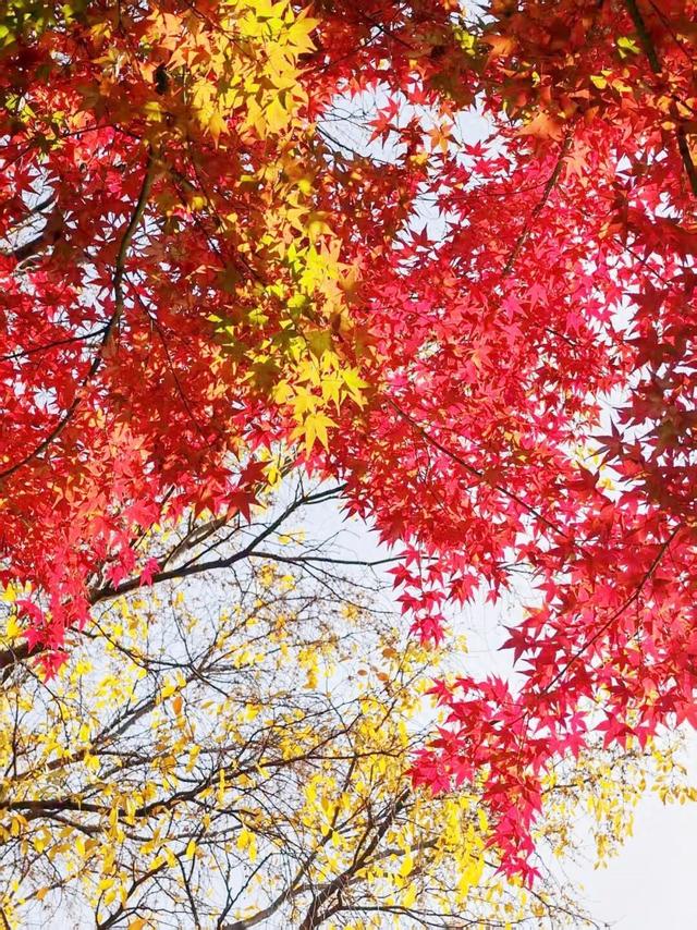 江阴版“西红柿炒蛋”，上线了！