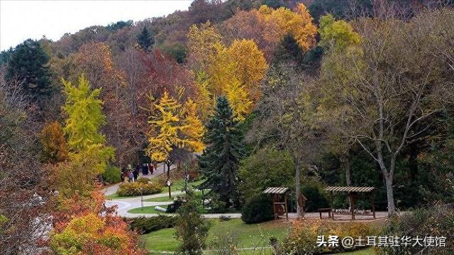 土耳其是亚洲还是欧洲国家（土耳其森林面积增长居欧洲首位全球第四）