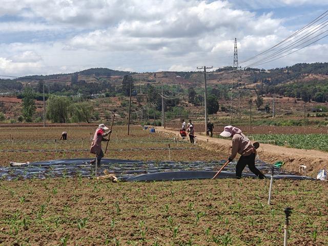 保卫粮草攻略（稳价备足粮草服务直通田间）
