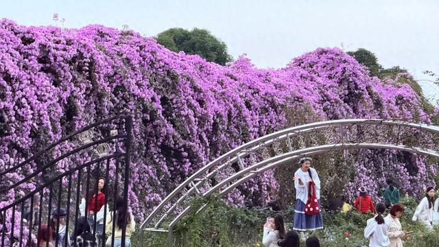 南宁花卉公园里有人“养鸭”?赏花听到湖里有鸭叫声,咋回事?