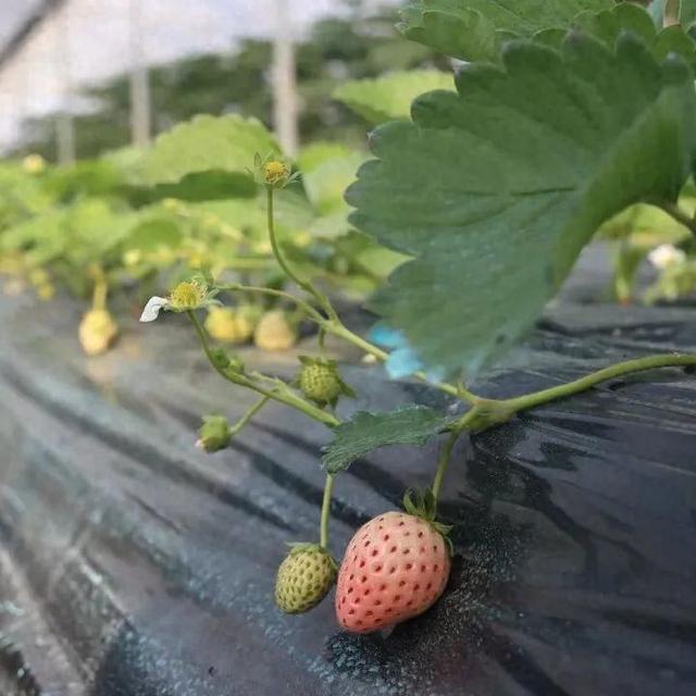 长三角果香正浓！快到这些当季采摘点位探“鲜”吧~
