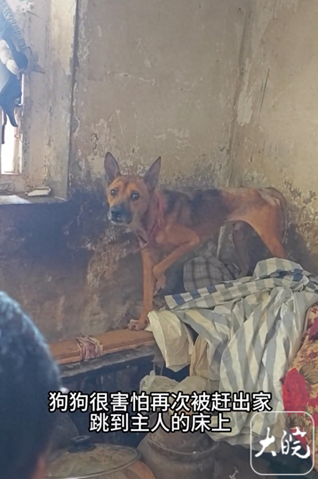 有被救活的星期狗吗（忠犬守护去世主人瘦成皮包骨引关注涉事社居委澄清老人去世一周后才被发现说法不属实）