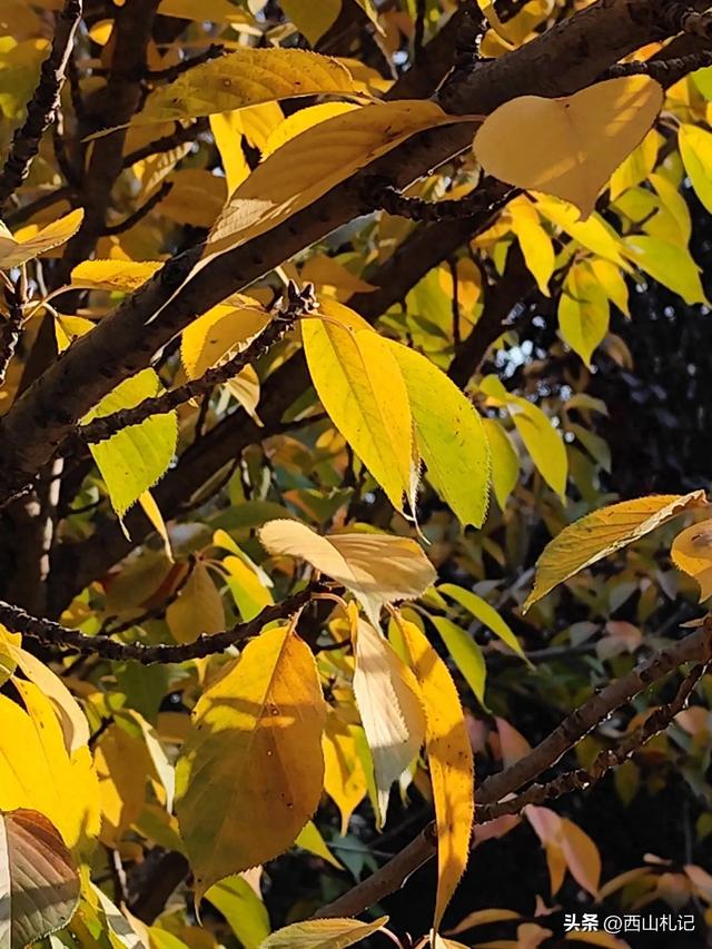 五线小城里的银杏大道，美翻全网的深秋景色原来在这里
