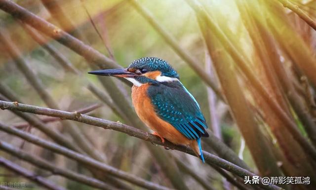 鸟字组词鸟怎么组词（三年级语文上册第15课搭船的鸟课堂笔记）