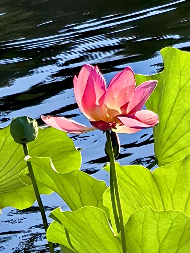 夕阳下的紫竹院公园，美成油画