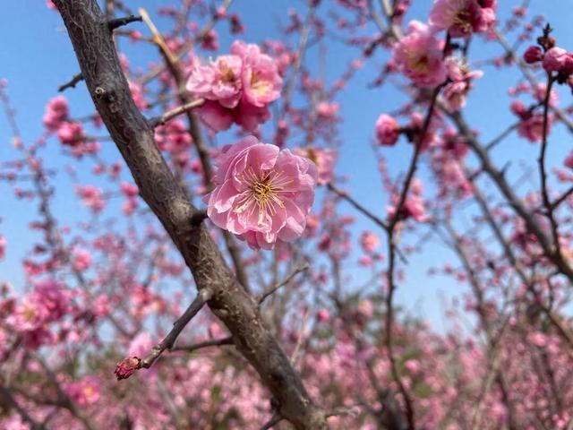 淄川这里的梅花开了 快来赴一场与春天的约会~