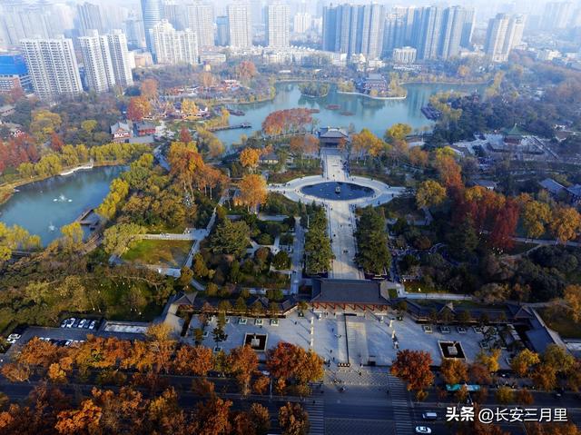 西安交大的梧桐