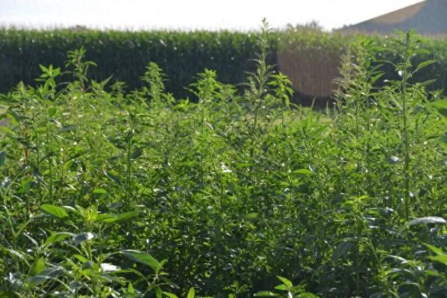 人工智能加入对抗杂草、昆虫和疾病的战斗