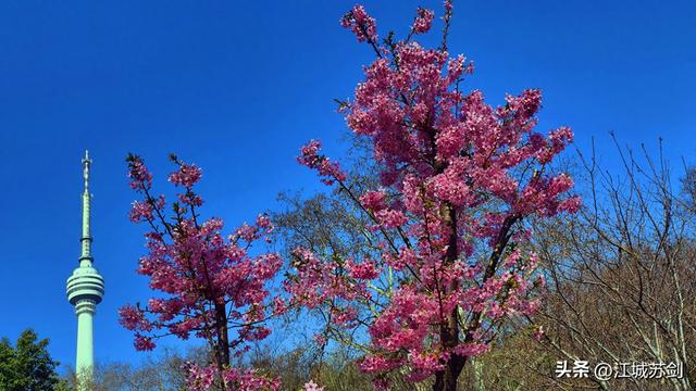 樱 塔 相 映 龟 山 春