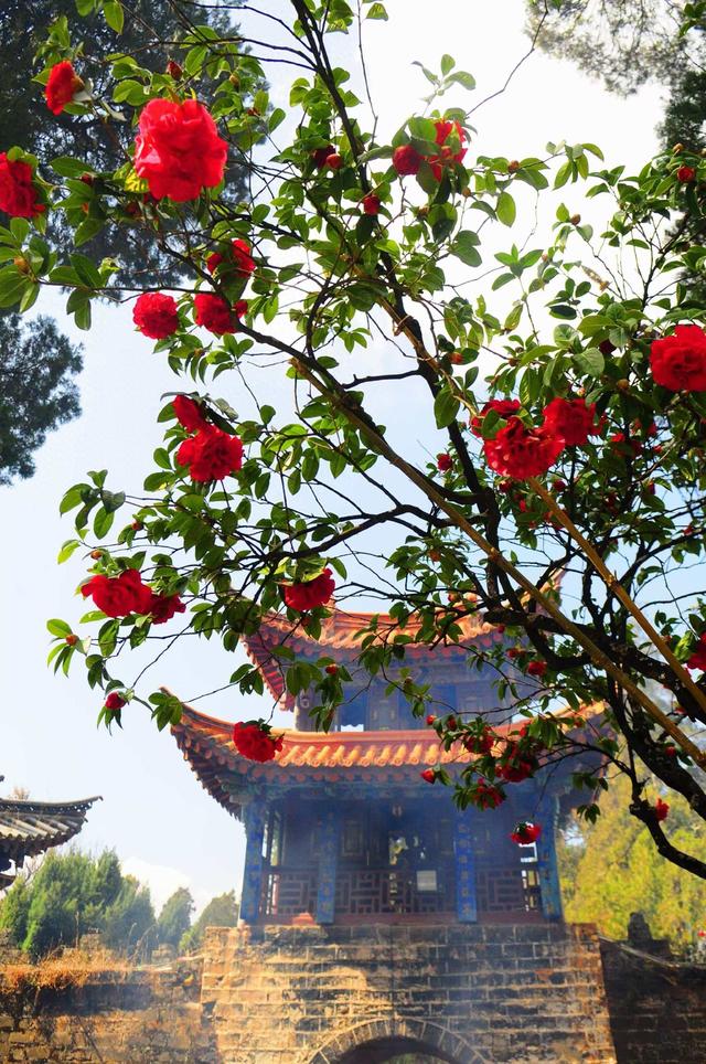 千株茶花映铜殿 来金殿解锁新春赏花新体验