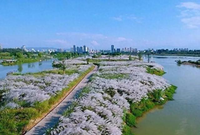 芦荻花开，伊人自来！天汉湿地公园第二届芦苇季即将开始→
