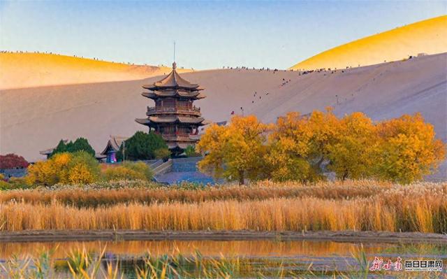 敦煌：大漠鎏金胡杨醉 驼铃引客赏秋光