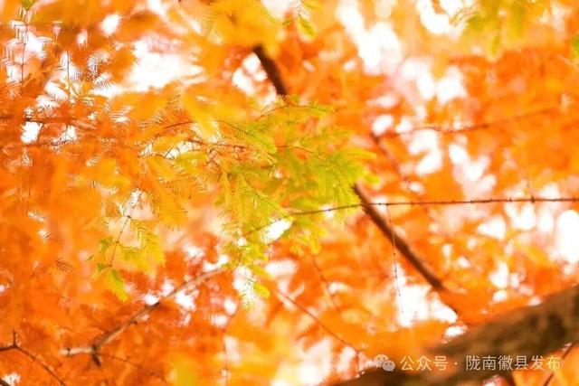 徽县：水杉的冬日华彩