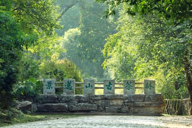 普洱这片茶林，自带“Wi-Fi”