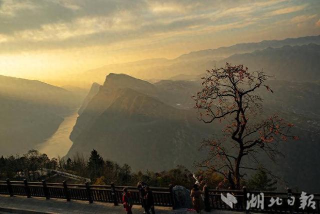 巴东：一树红柿暖初冬