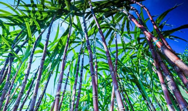 甜甜甜!“保姆级”采摘攻略!周末就出发→