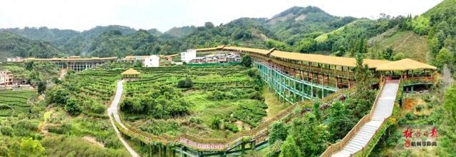 品茶园美食 赏茶乡美景丨苍梧县黑石六堡茶源博园将以盛装迎客