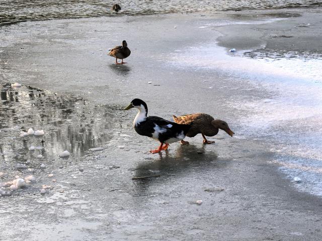 雪后的大运河森林公园，活力满满