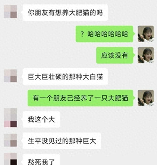 白猫的雪山救援攻略（小姐姐家闯入一只巨大的白猫）