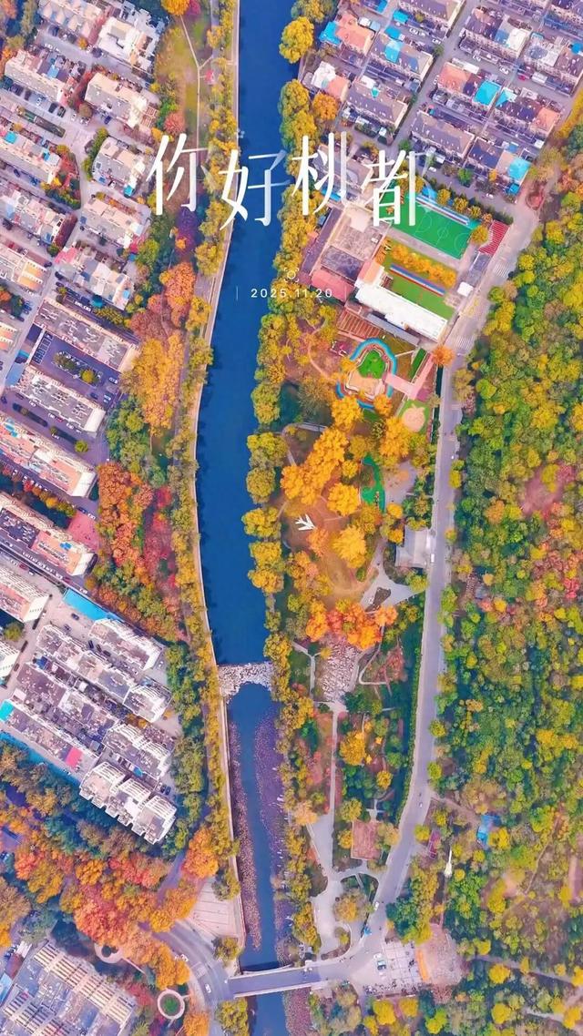 你好，桃都！『2025.11.20』