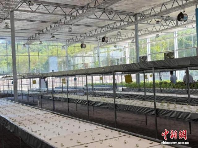 （活力中国调研行）榨菜大脑、基因图谱：百年涪陵榨菜打好“科技牌”