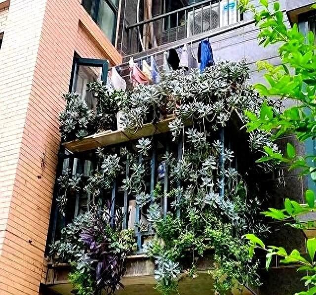 湖南一太太，因“多肉流下阳台	”走红，网友：一泻千里真壮观！